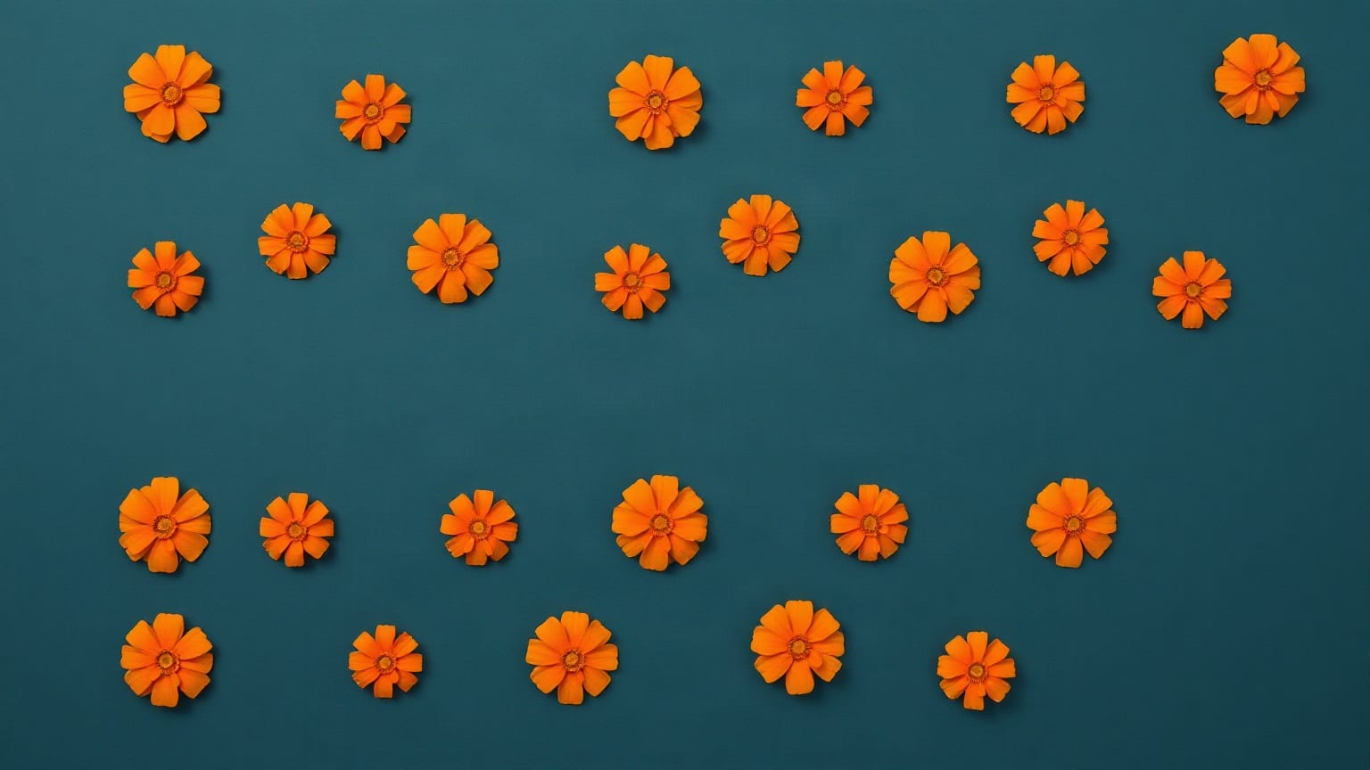 Muchas flores de cempasúchil de papel, naranjas, repartidas en cuatro hileras sobre un fondo azul verdoso, con una franja vacía a la mitad